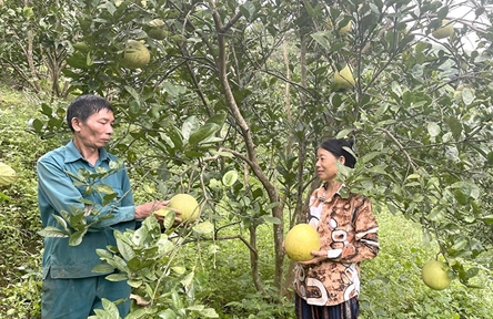 Nam Dinh village enjoys changes from poor land